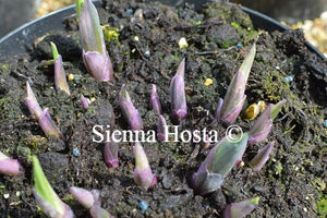 Hosta Olympic Glacier