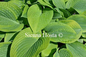 Hosta Academy Blushing Recluse