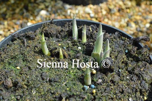 Hosta October Sky Eyes