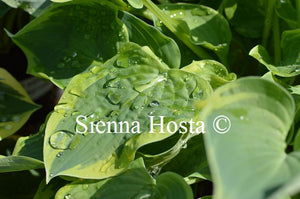 Hosta Veronica Lake