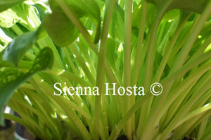 Hosta 'Veronica Lake'