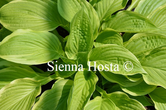 Hosta 'American Dream'