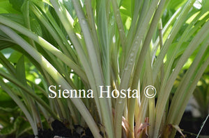 Hosta 'Ultraviolet Light'