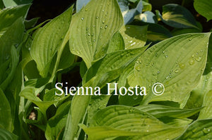 Hosta 'Ultraviolet Light'