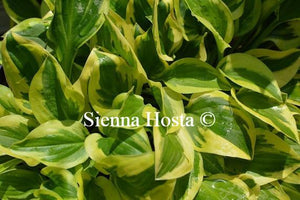 Hosta Thumbelina