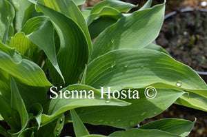Hosta 'Olympic Sunrise'