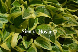 Hosta Thumbelina