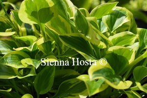 Hosta Thumbelina