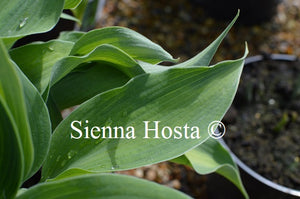 Hosta 'Olympic Sunrise'