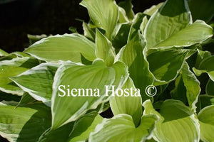 Hosta Albomarginata