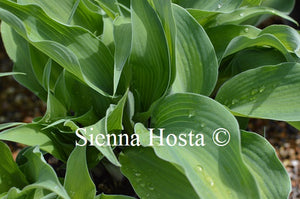 Hosta 'Olympic Sunrise'