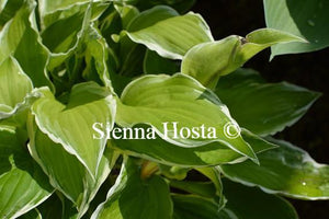 Hosta Albomarginata