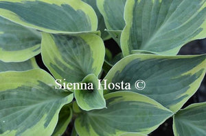 Hosta Bedazzled