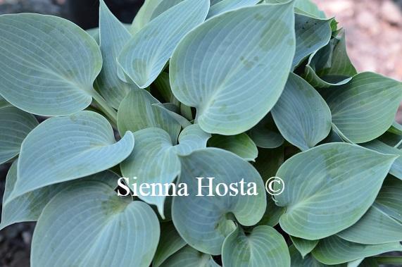 Hosta Blue Moon