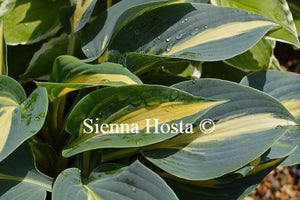 Hosta Timeless Beauty