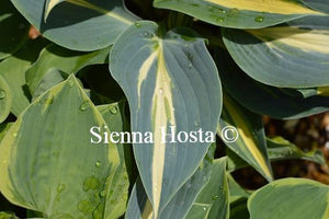 Hosta Timeless Beauty