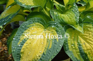 Hosta Orange Marmalade