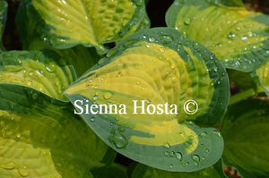 Hosta Orange Marmalade