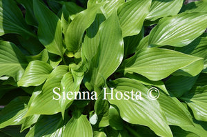 Hosta 'Baja White'