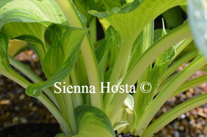 Hosta Orange Marmalade Stems