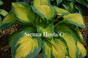 Hosta Orange Marmalade