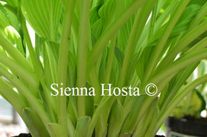 Hosta Vibrant Hope