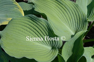 Hosta 'Beckoning'