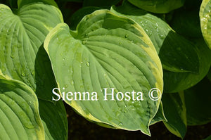 Hosta Vibrant Hope