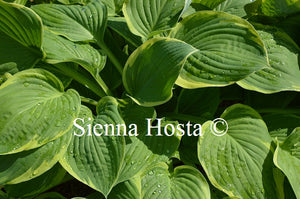 Hosta 'Vibrant Hope'