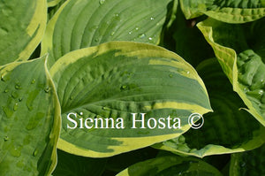 Hosta 'Vibrant Hope'