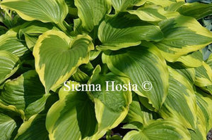Hosta Bobbie Sue