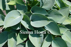 Hosta Buckshaw Blue