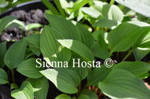 Hosta venusta