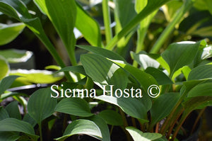 Hosta venusta