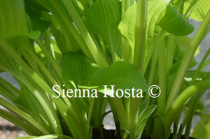 Hosta 'White Gold'
