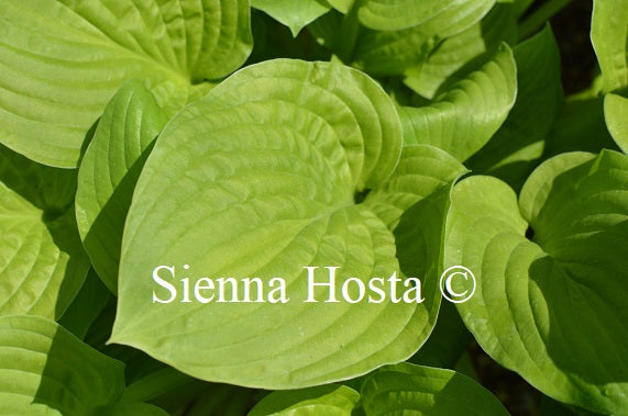 Hosta 'White Gold'