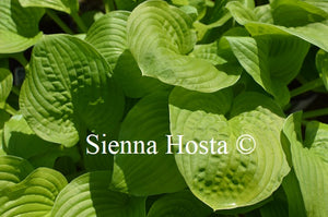 Hosta 'White Gold'