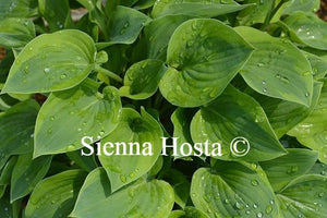Hosta Parky's Prize