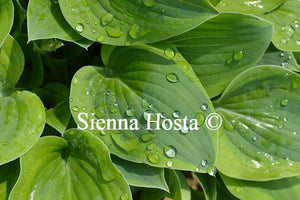 Hosta Parky's Prize