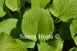 Hosta 'White Gold'
