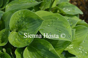 Hosta Parky's Prize