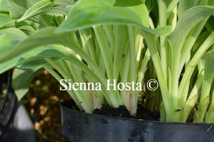 Hosta Parky's Prize Stems