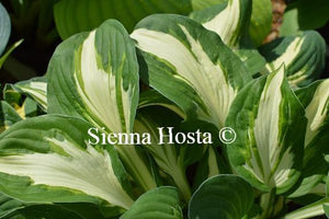 Hosta Vulcan