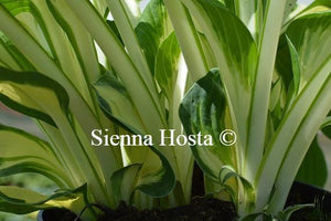 Hosta Vulcan Stems