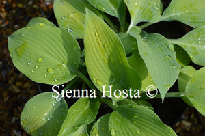 Hosta 'Paradise Sandstorm'