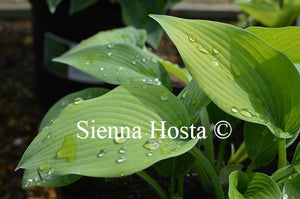 Hosta Paradise Sandstorm
