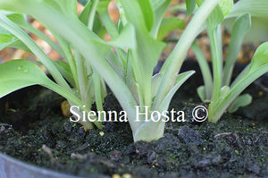 Hosta 'Paradise Sandstorm'