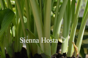 Hosta Unforgettable