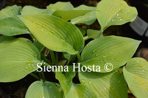 Hosta 'Paradise Sandstorm'