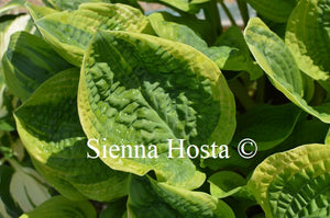 Hosta 'Unforgettable'